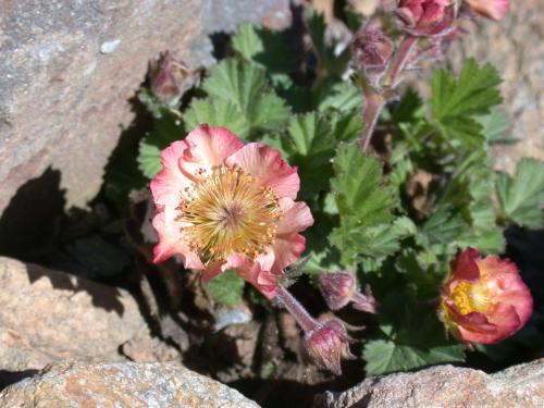 Il progetto è  di riprodurre in un ambiente adeguato